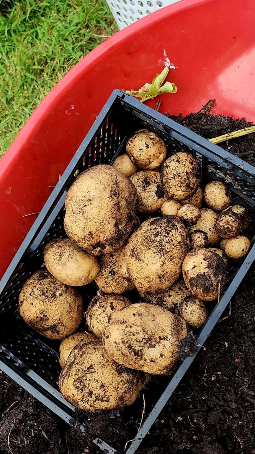 20 Plants That Like Coffee Grounds And A Few That Don’t