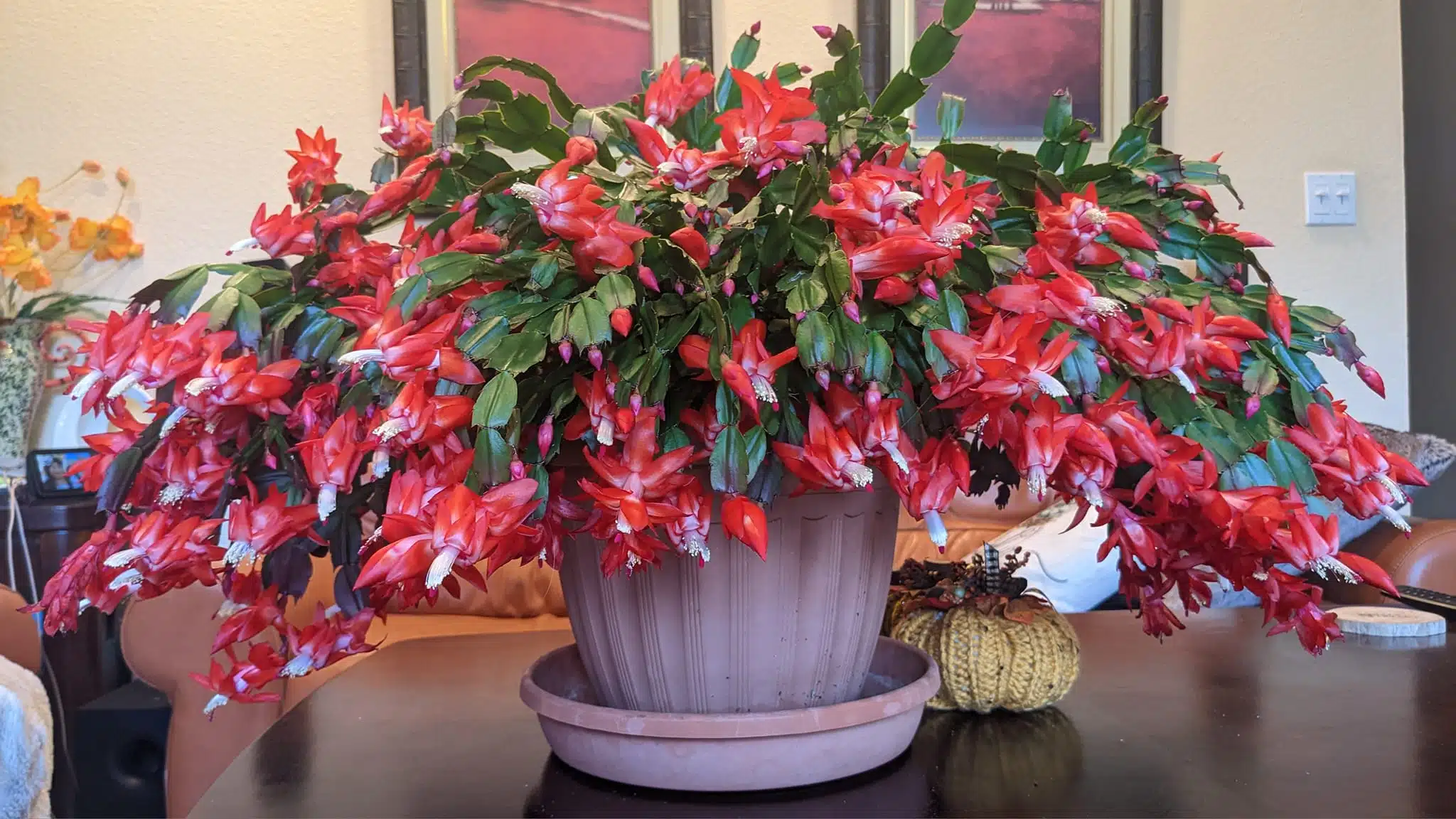 plants that thrive on coffee grounds