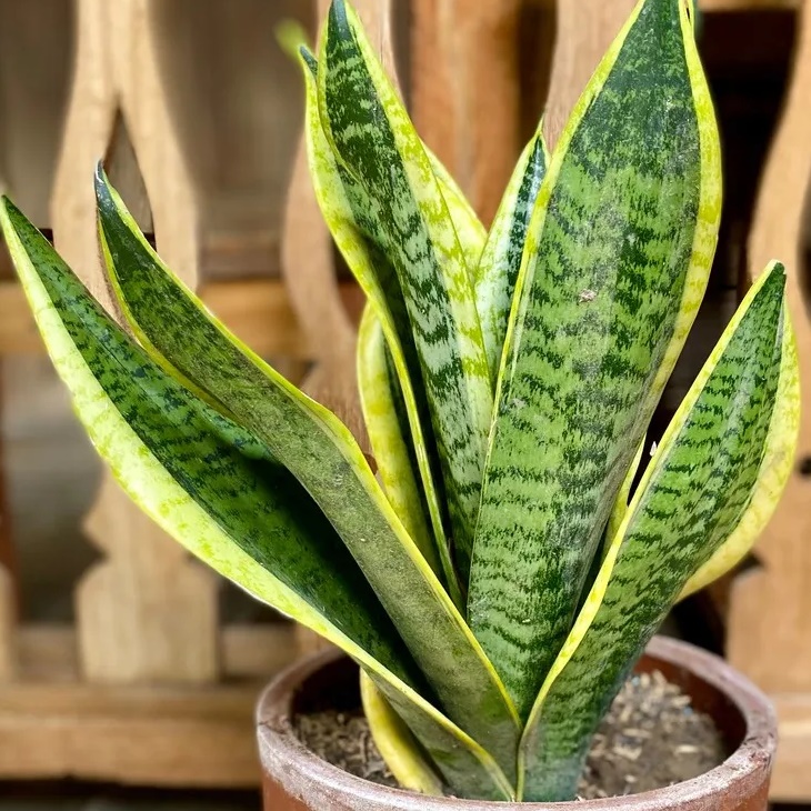 how to make snake plants grow taller and straight