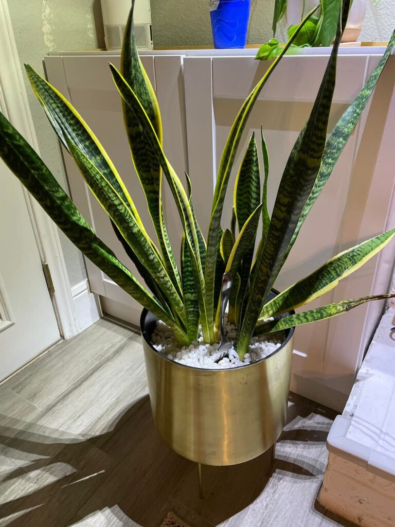how to care for indoor snake plant