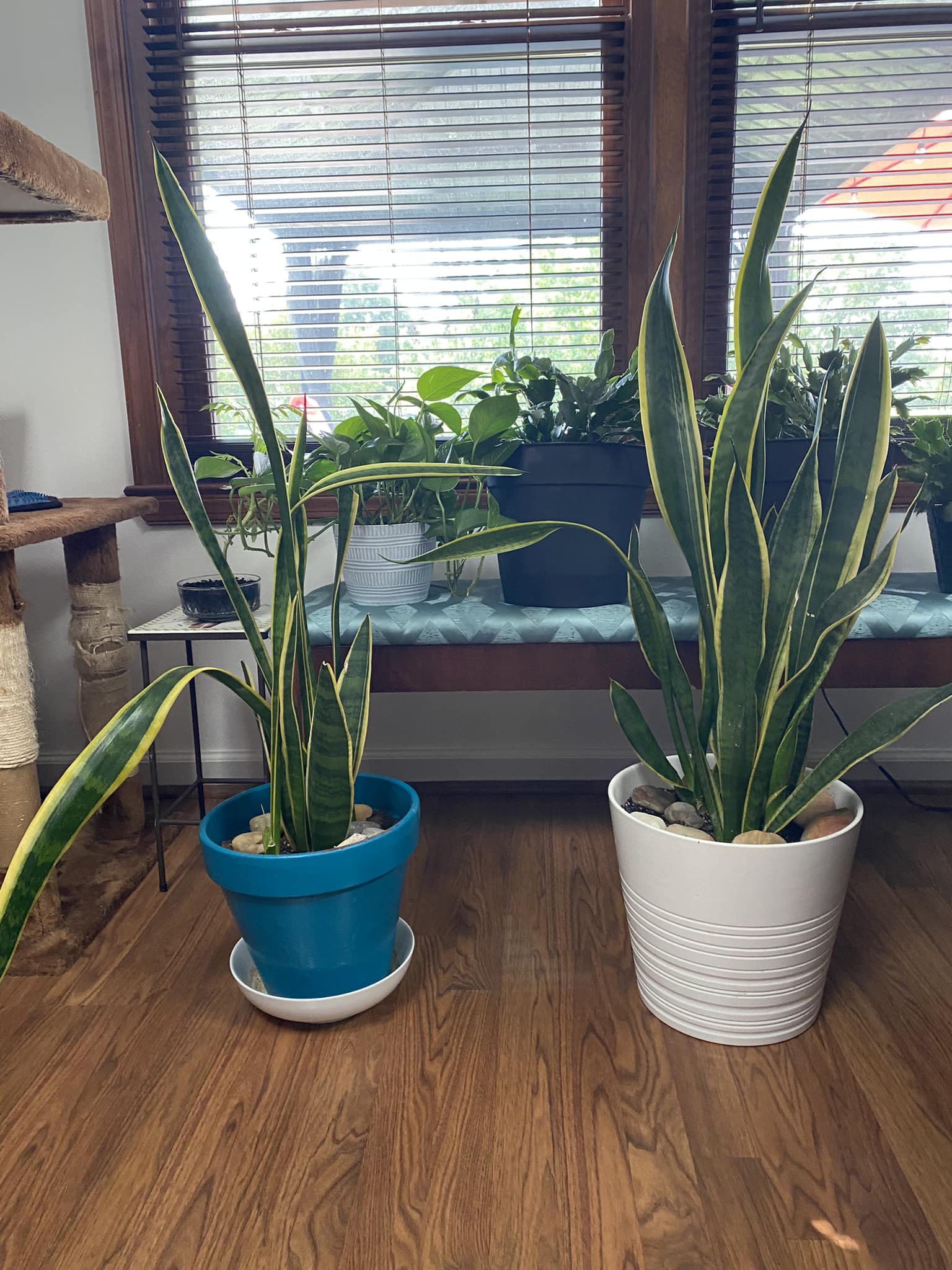 How to Care for Indoor Snake Plants