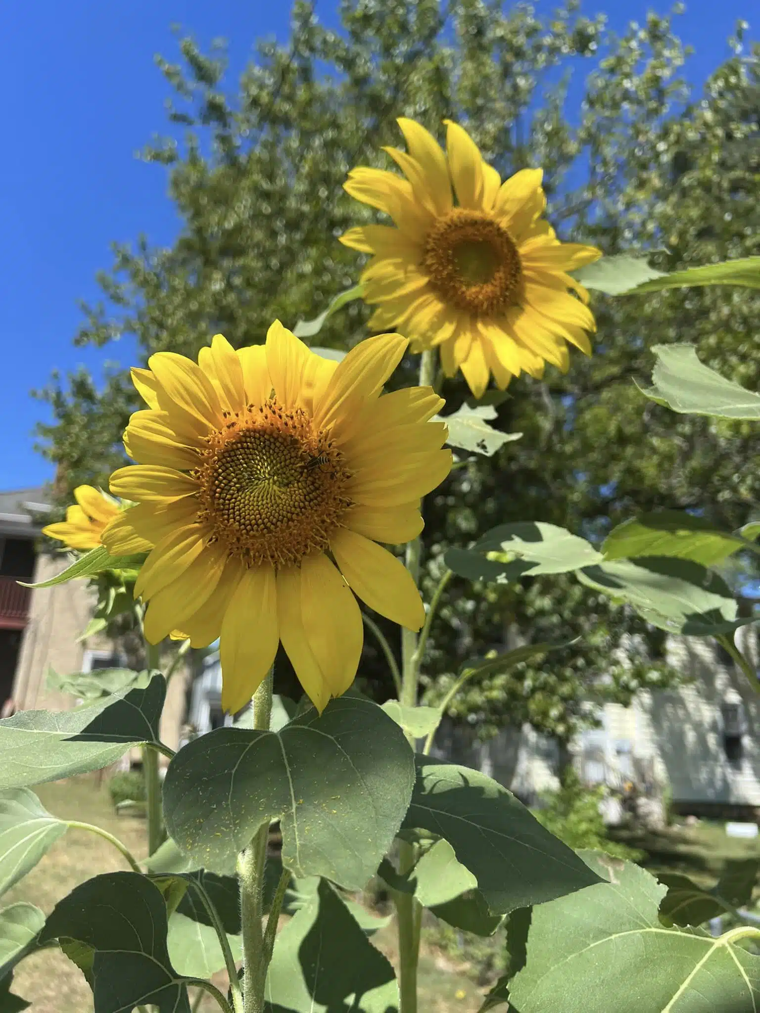 plants that like coffee grounds