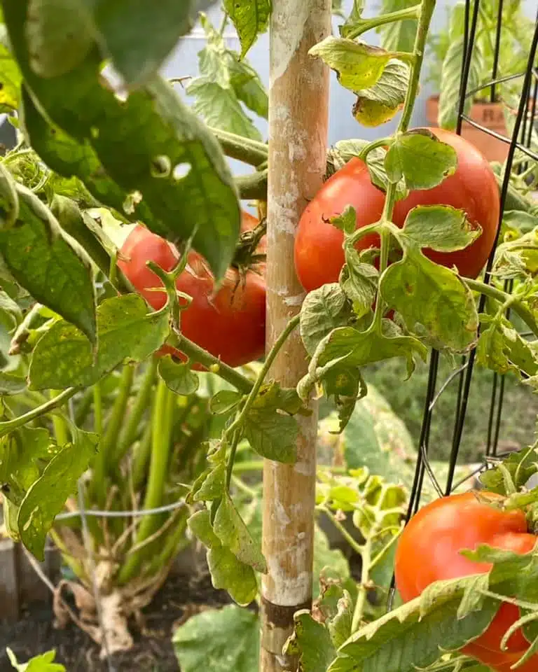 vegetables that like coffee grounds