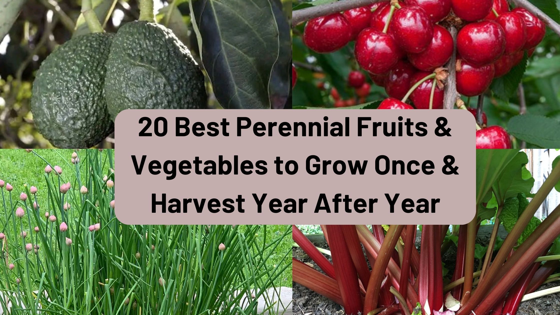 Perennial Fruits and Vegetables to Grow Once and Harvest Year After Year