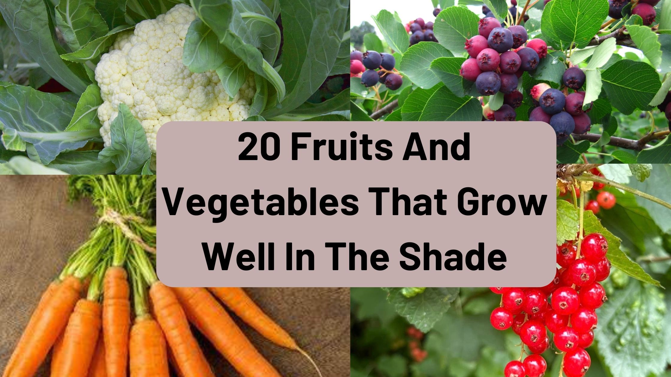 fruits and vegetables that grow well in the shade