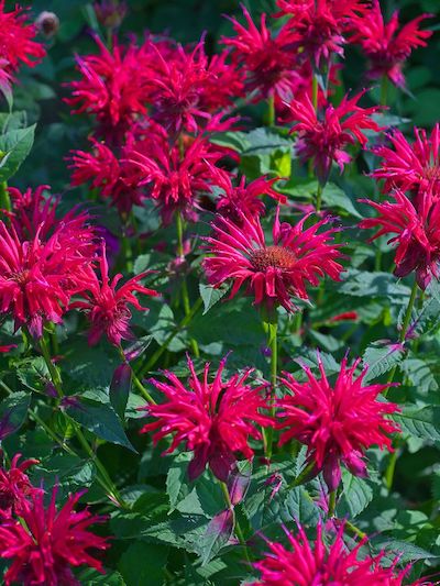perennials to plant in fall