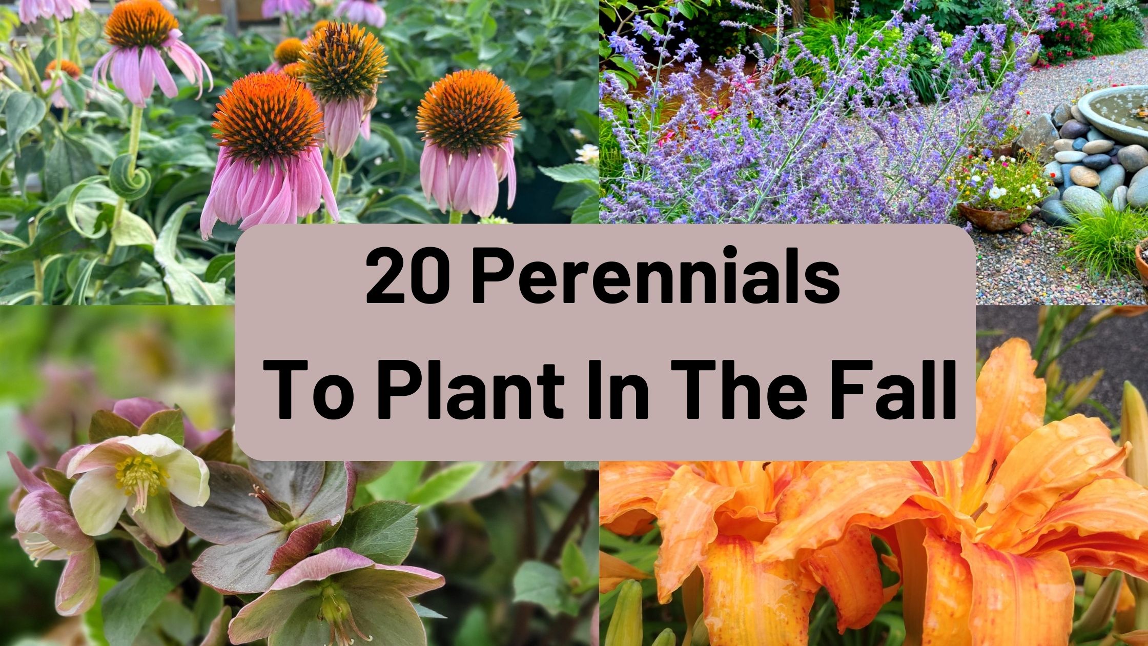 Perennials To Plant In The Fall