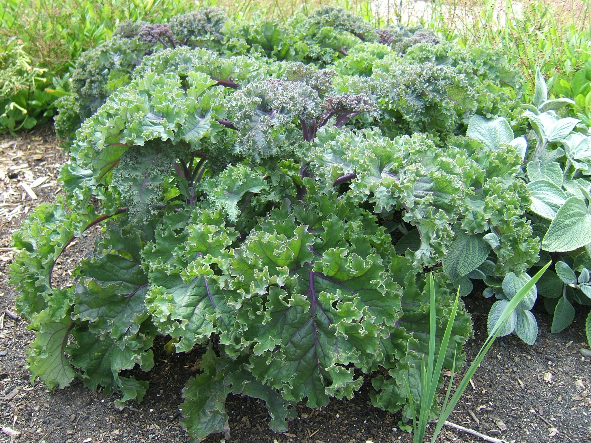 Vegetables that grow in partial shade
