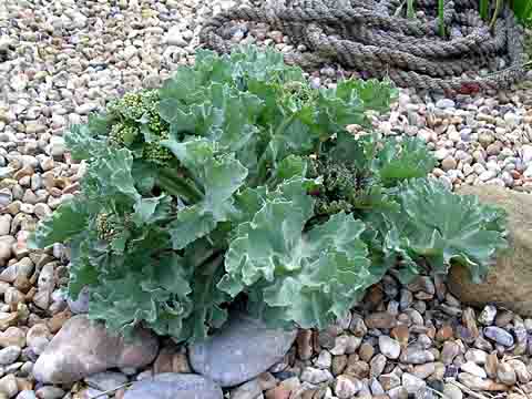 best perennial fruits and vegetables