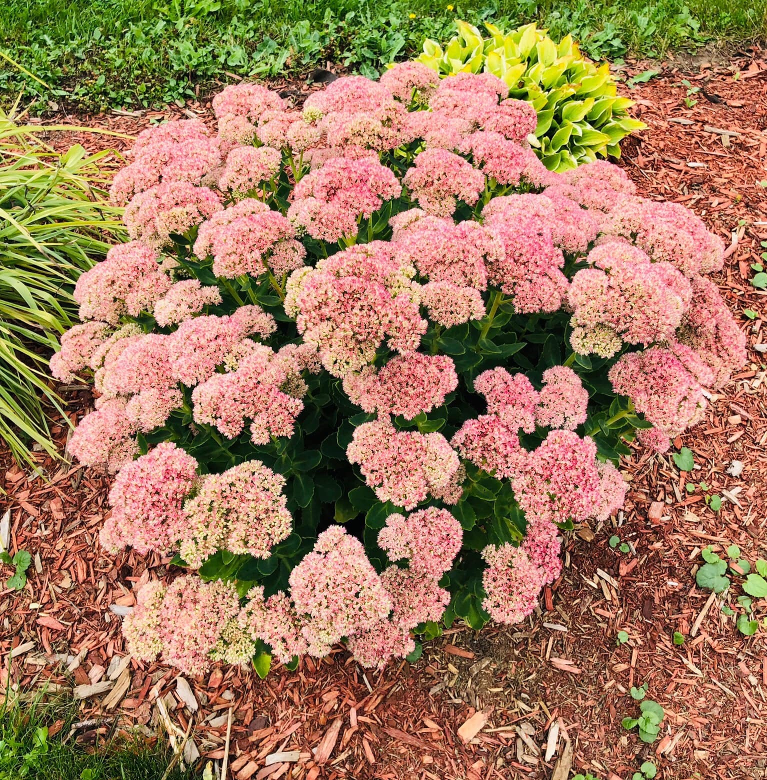 Best perennials to plant in fall