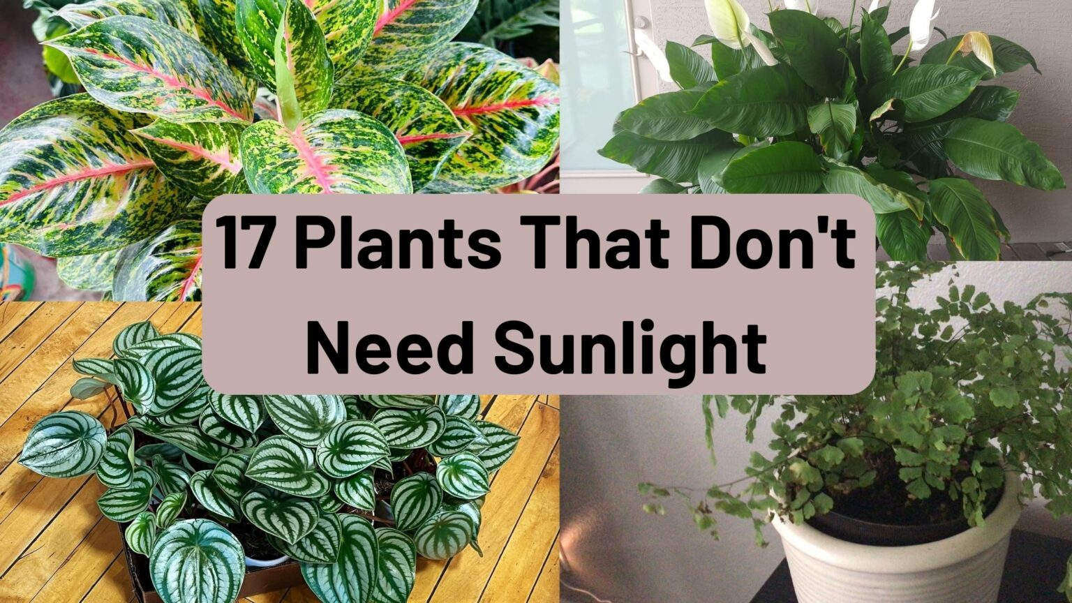 17 Plants That Don't Need Much Sunlight
