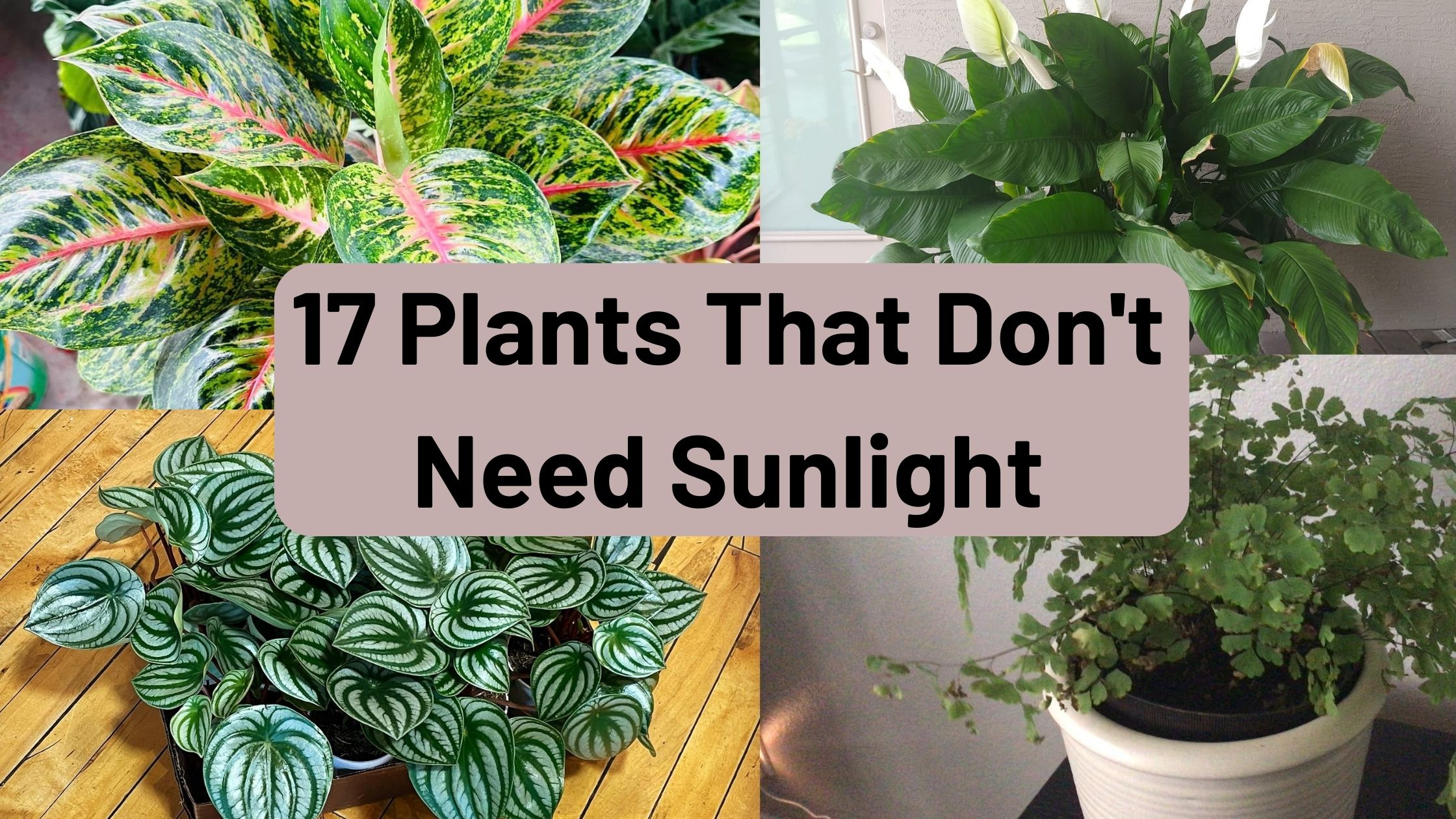 Plants That Don't Need Sunlight