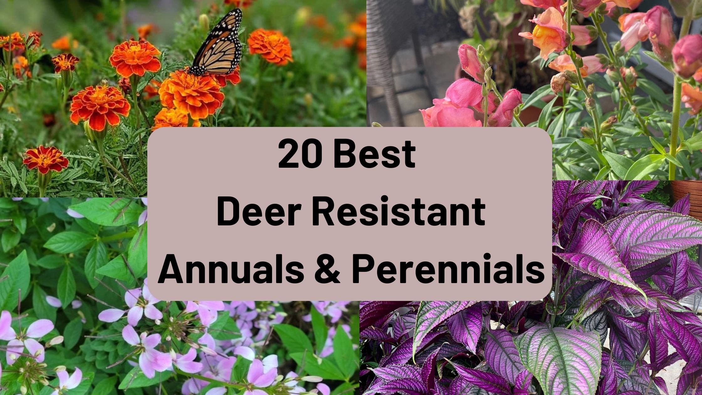  Best Deer Resistant Annuals And Perennials