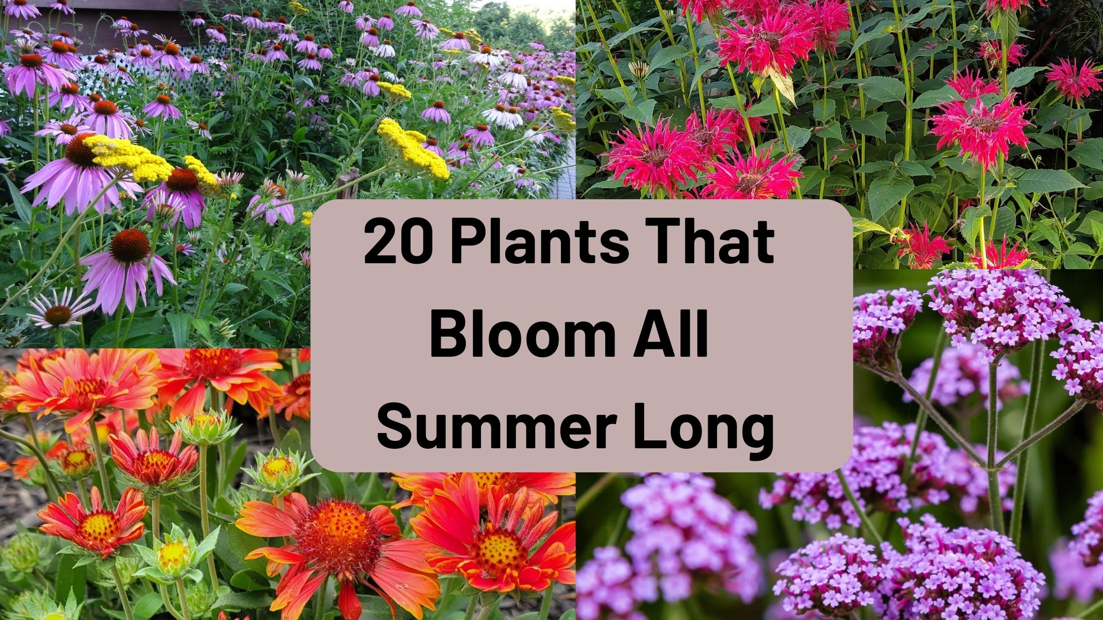 Plants That Bloom All Summer Long