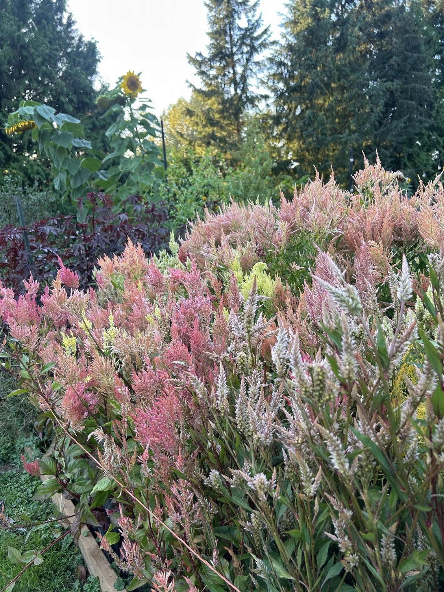 perennials that bloom all summer long