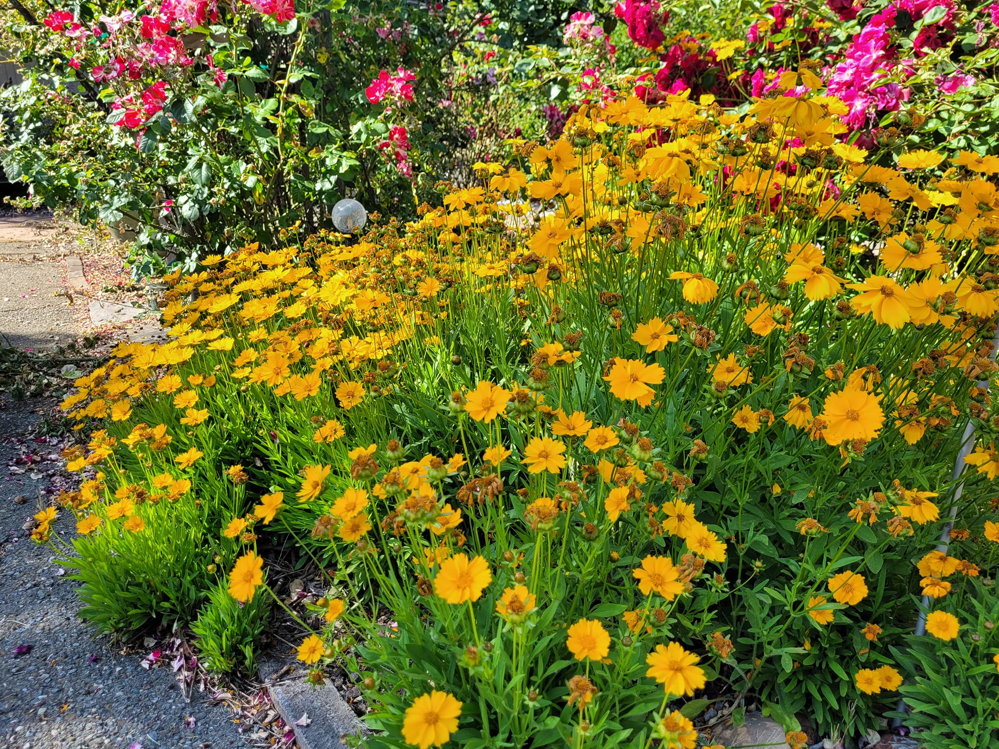 Outdoor plants that bloom all summer long
