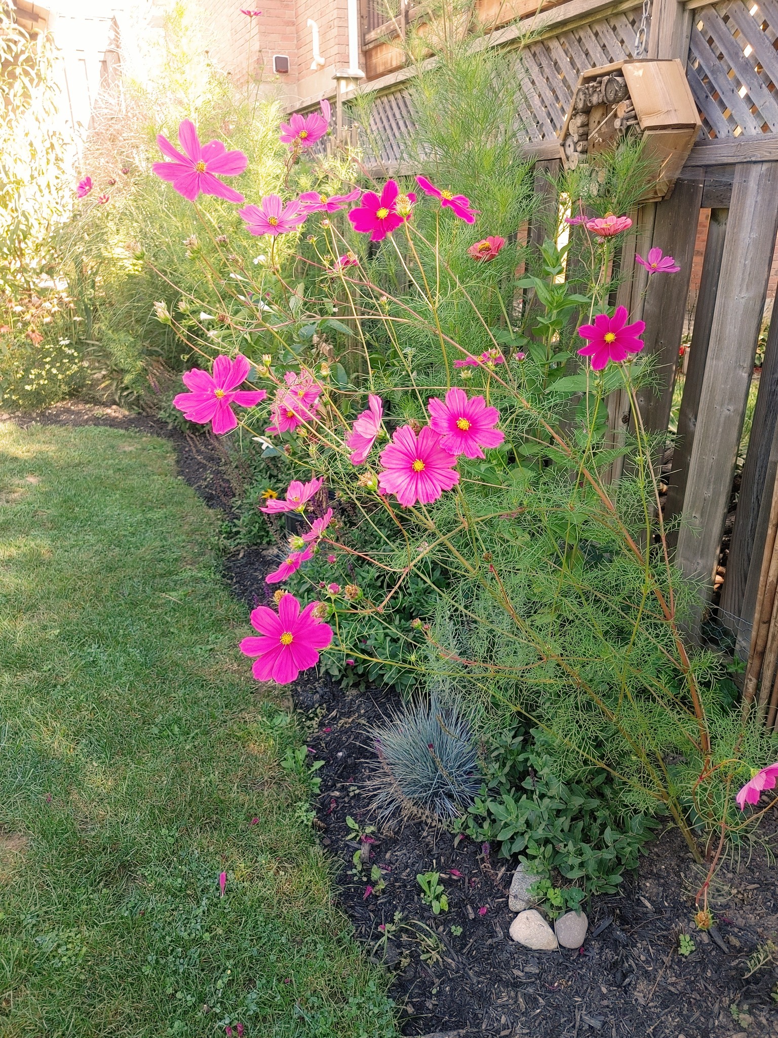 long-lasting summer flowers