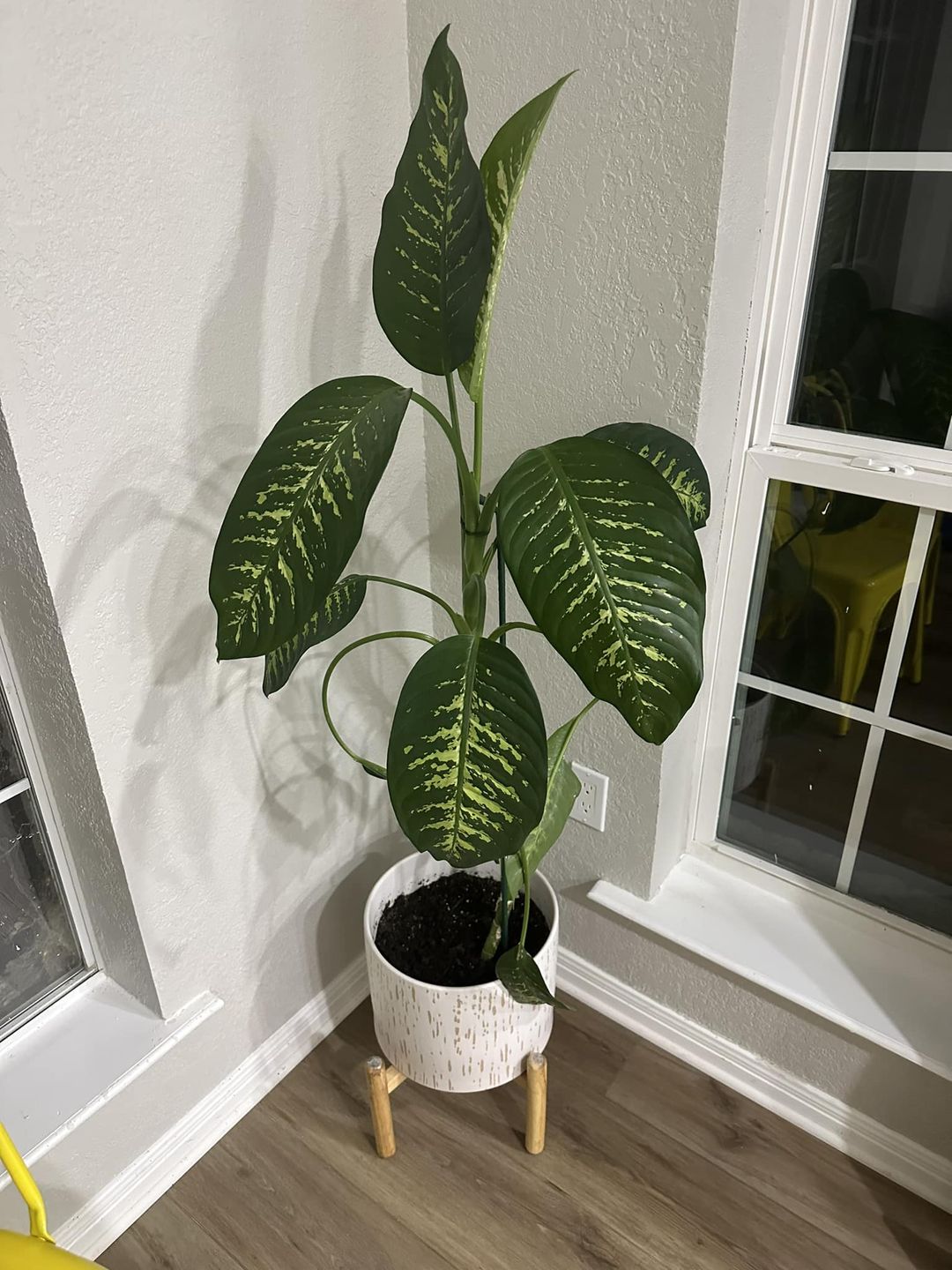 indoor plants that don't need sunlight