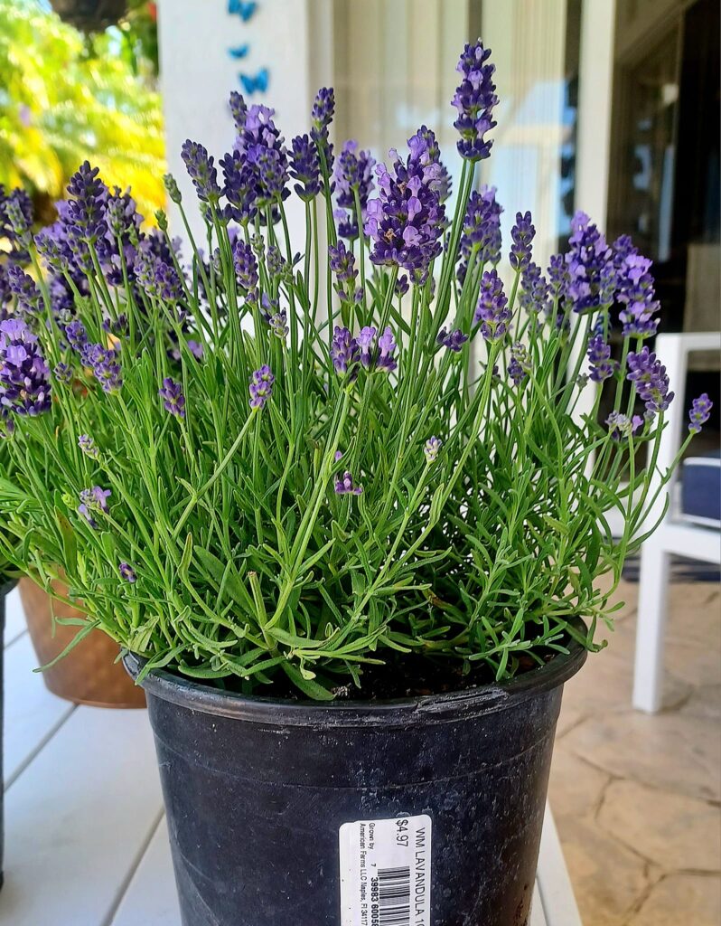 20 Best Deer Resistant Annuals And Perennials