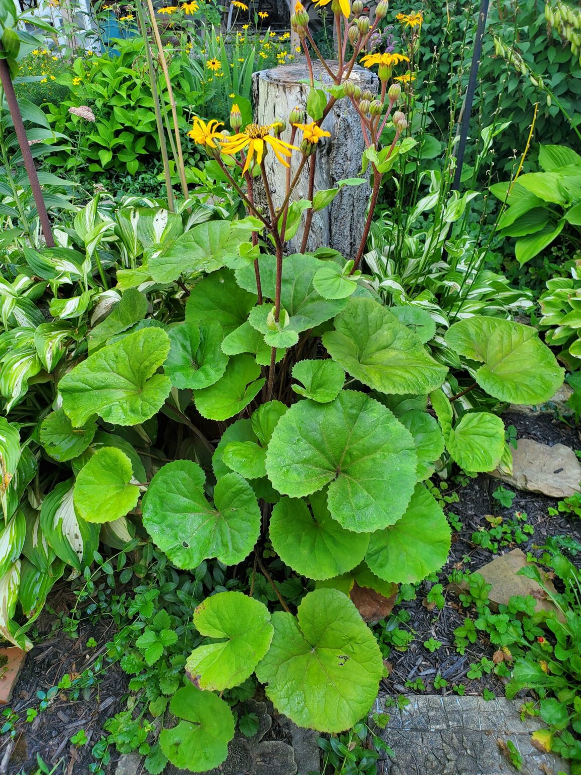 20 Best Deer Resistant Annuals And Perennials