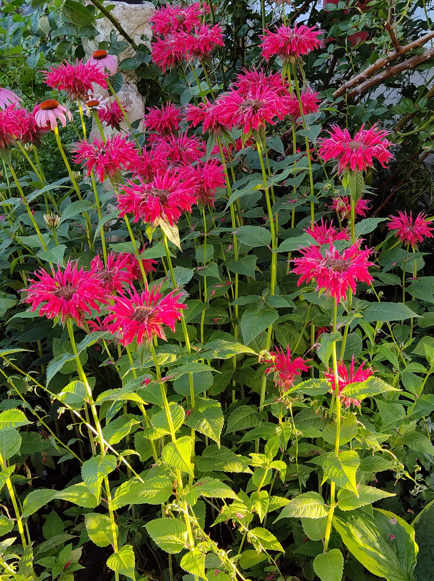 Low maintenance outdoor plants that bloom all summer long