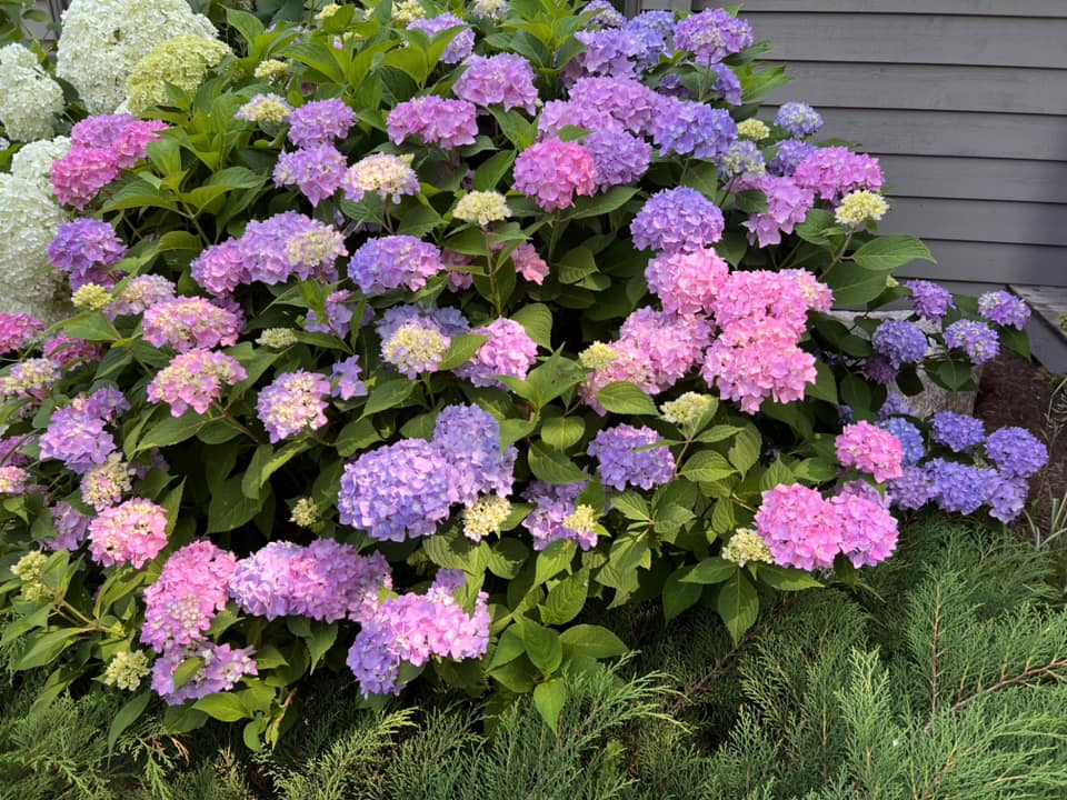 perennial flowers that bloom all summer in shade