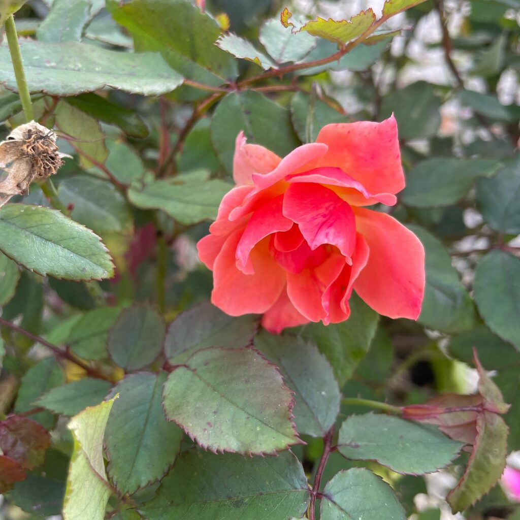 20 Best Deer Resistant Annuals And Perennials