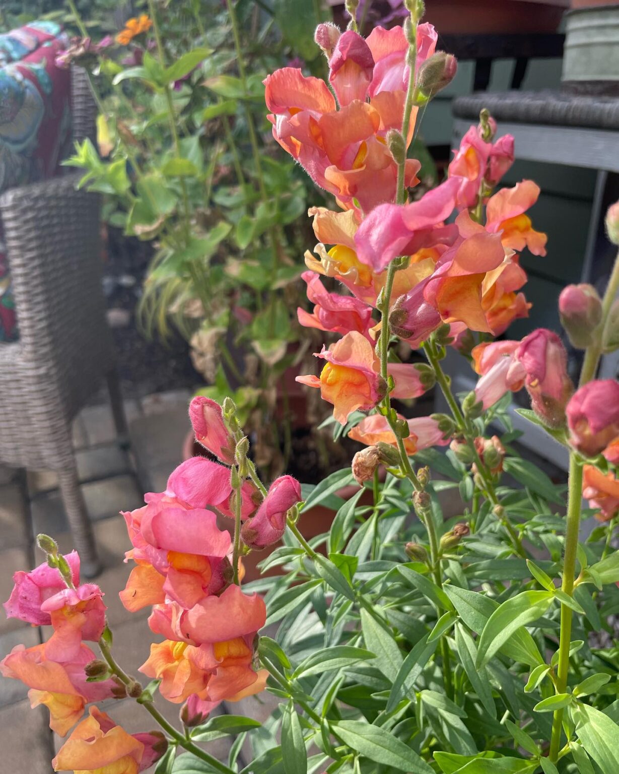 20 Best Deer Resistant Annuals And Perennials