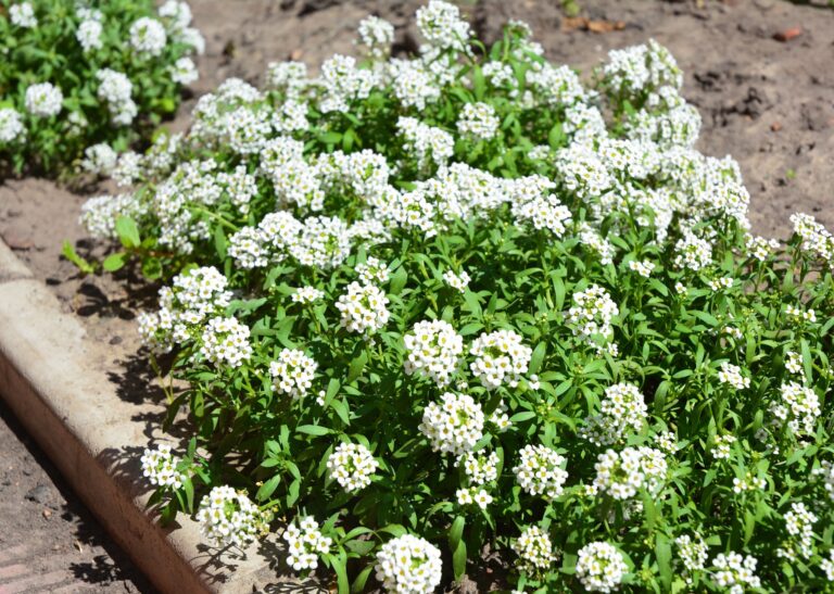 20 Best Deer Resistant Annuals And Perennials