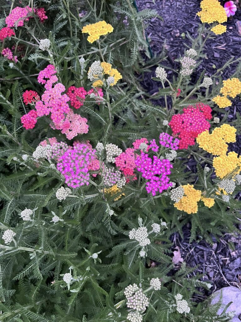 20 Best Deer Resistant Annuals And Perennials