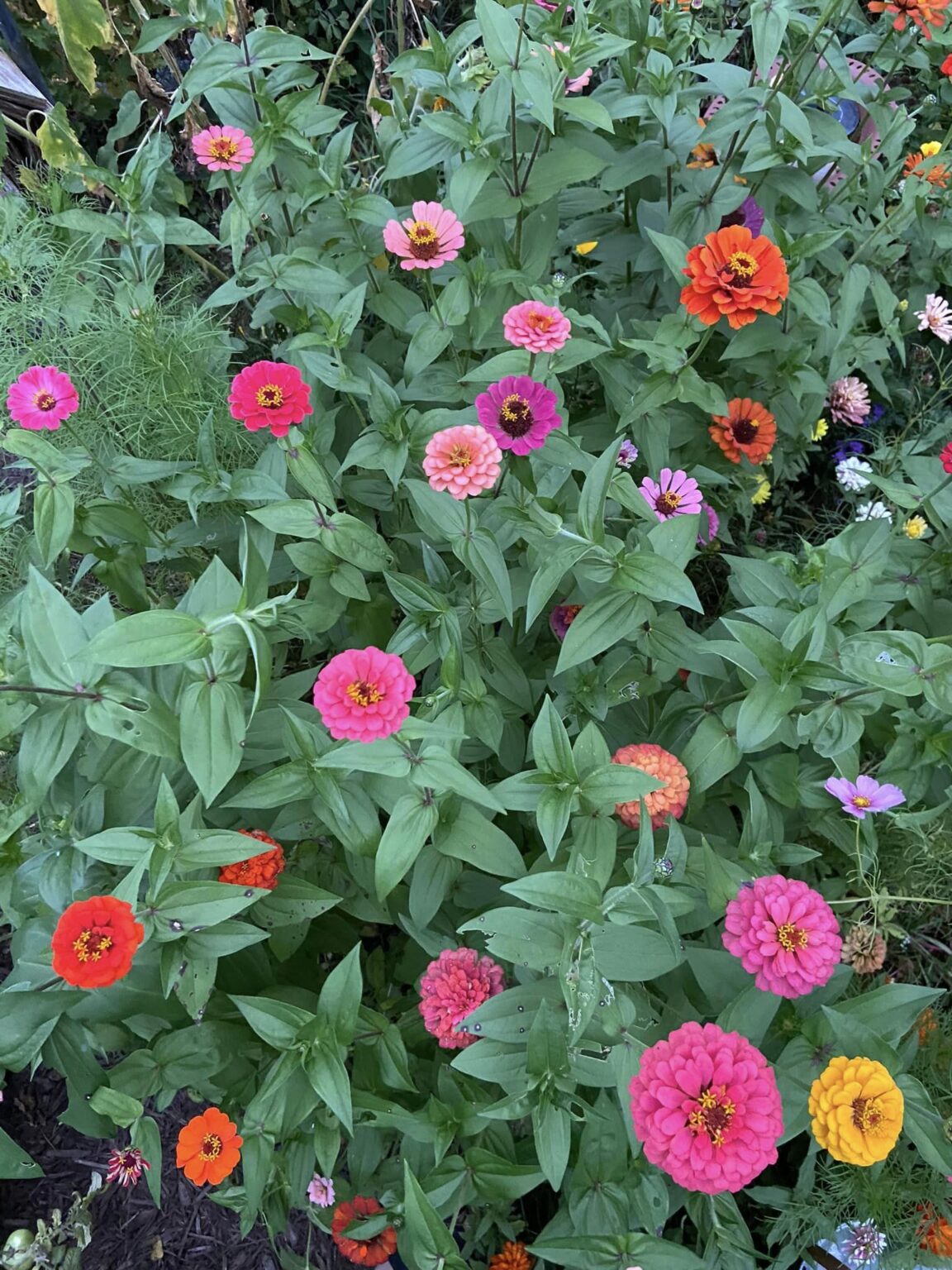 20 Best Deer Resistant Annuals And Perennials