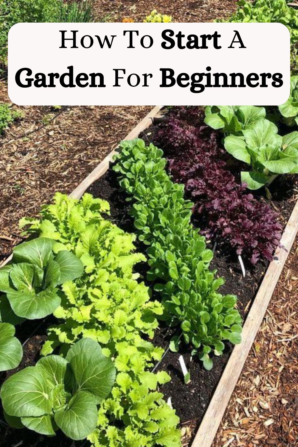 How To Start A Garden For Beginners