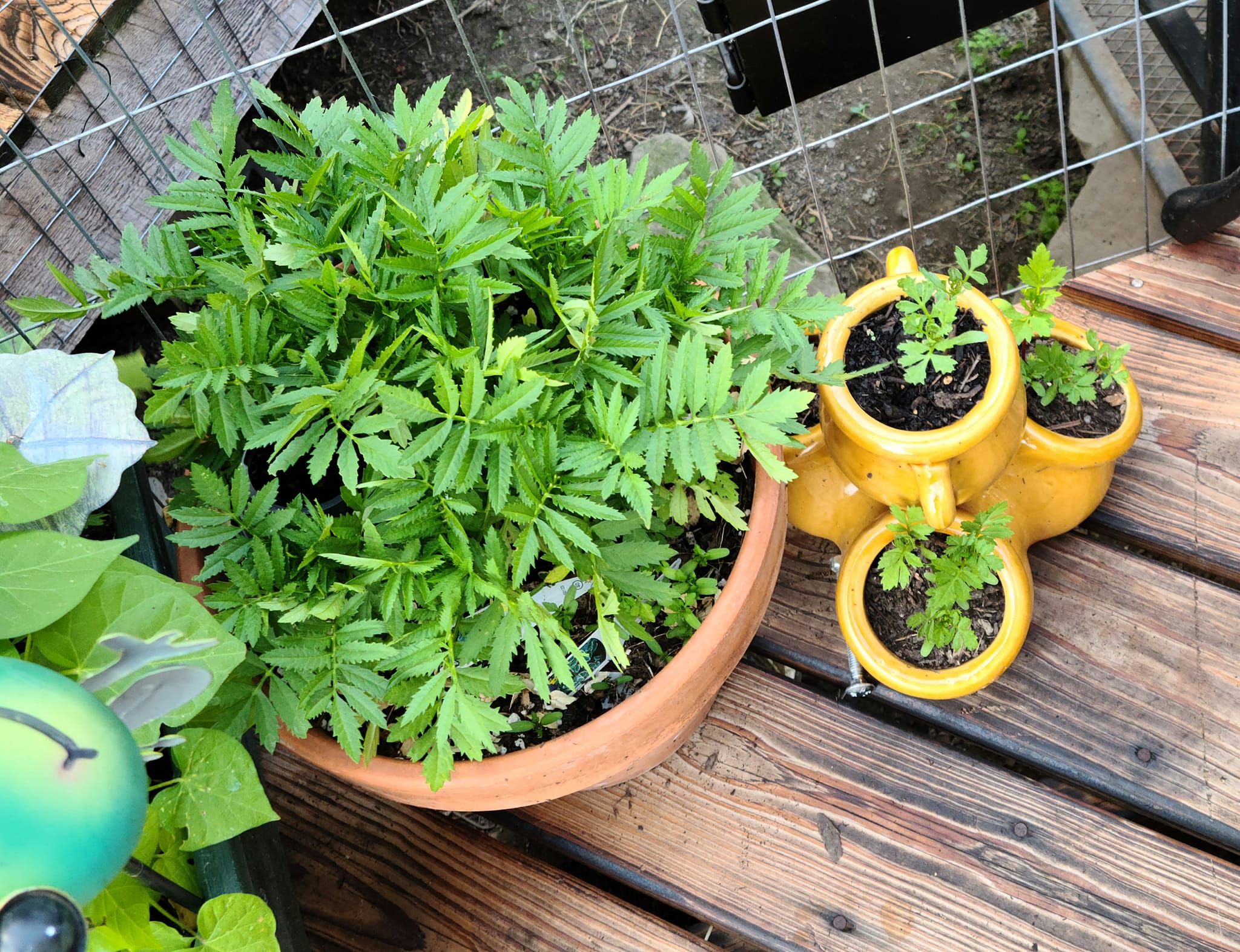 Where To Find Free Containers For Gardening