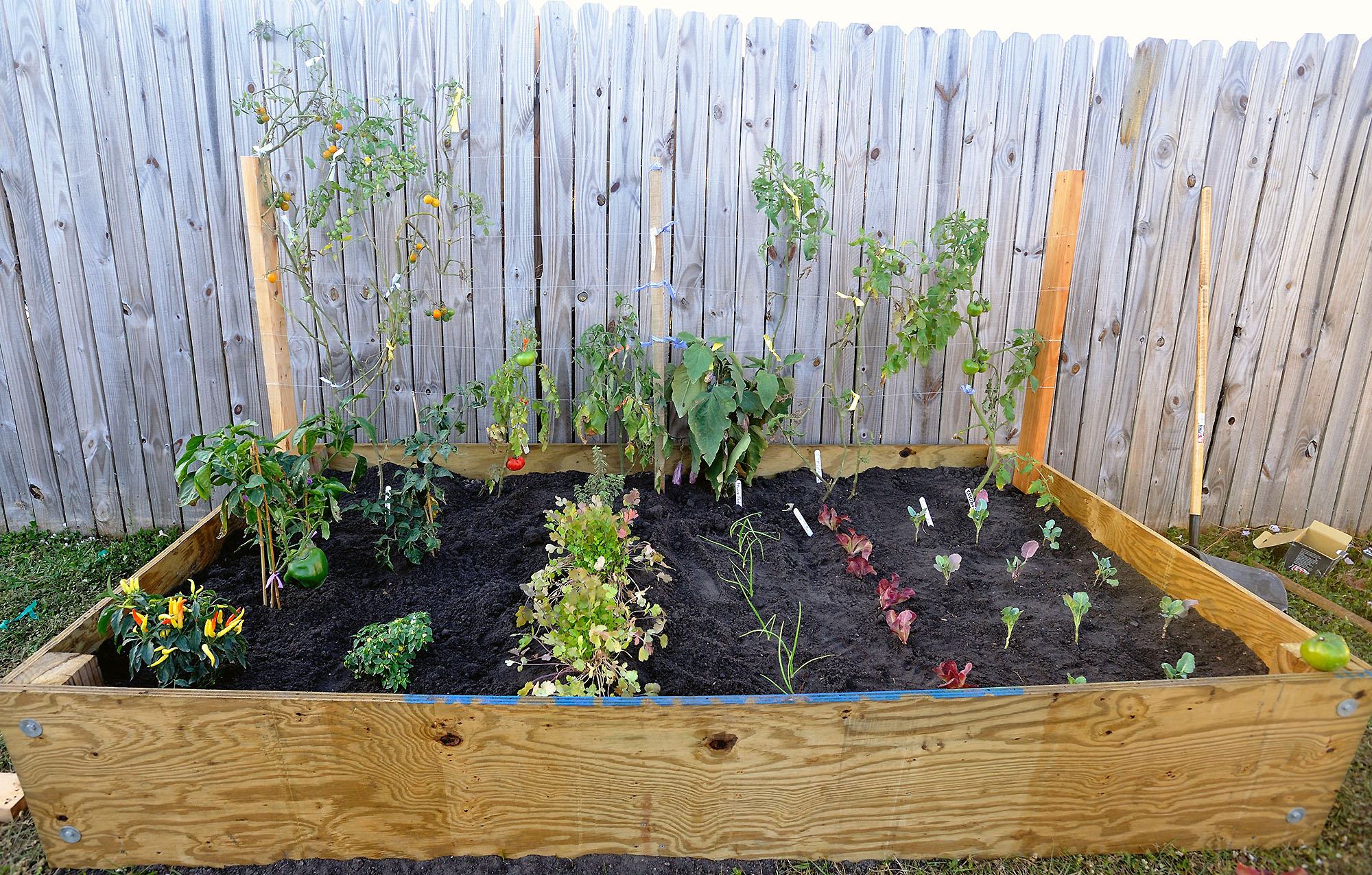 newly planted vegetable garden