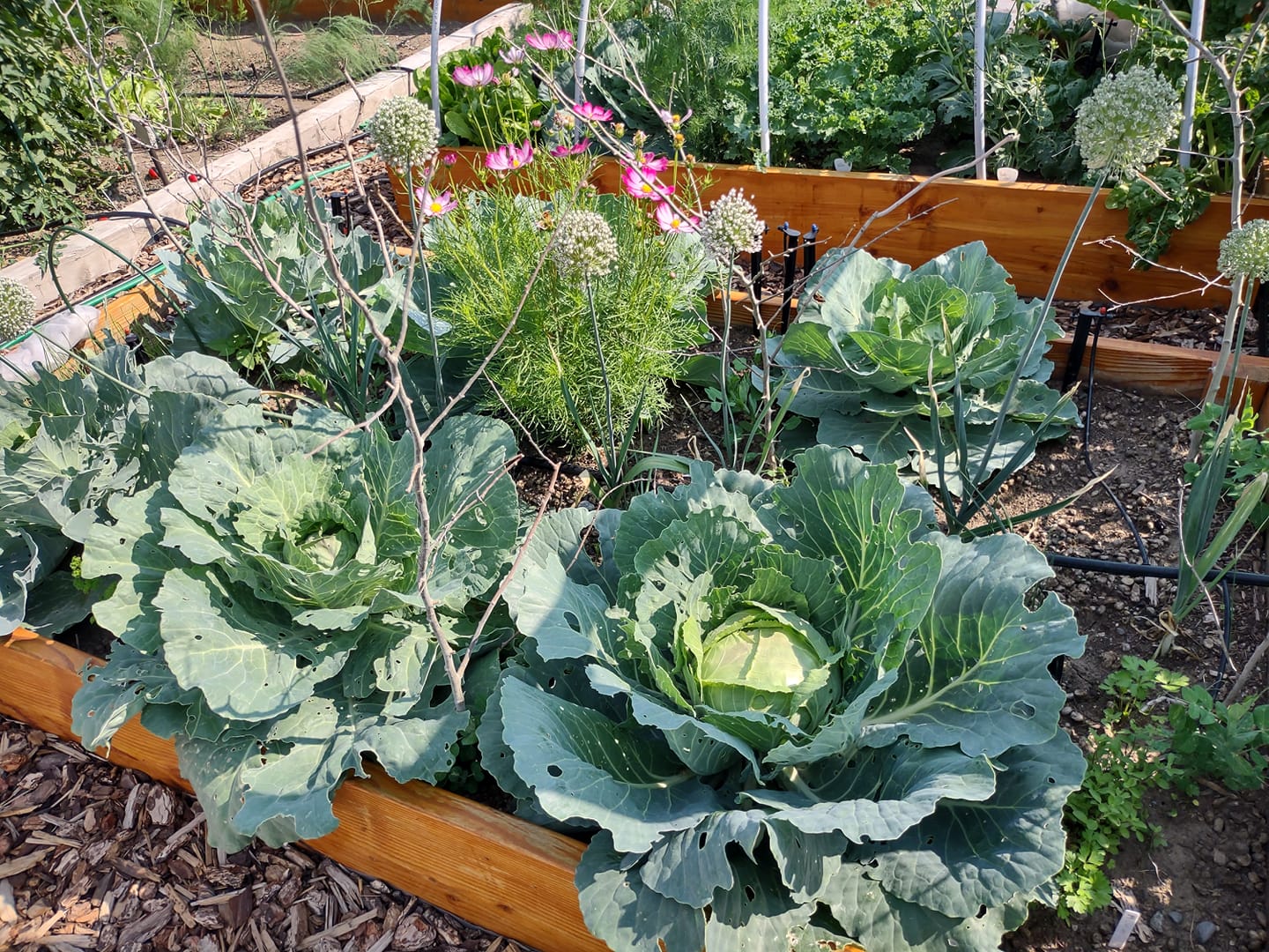 How To Start A Garden For Beginners Step By Step