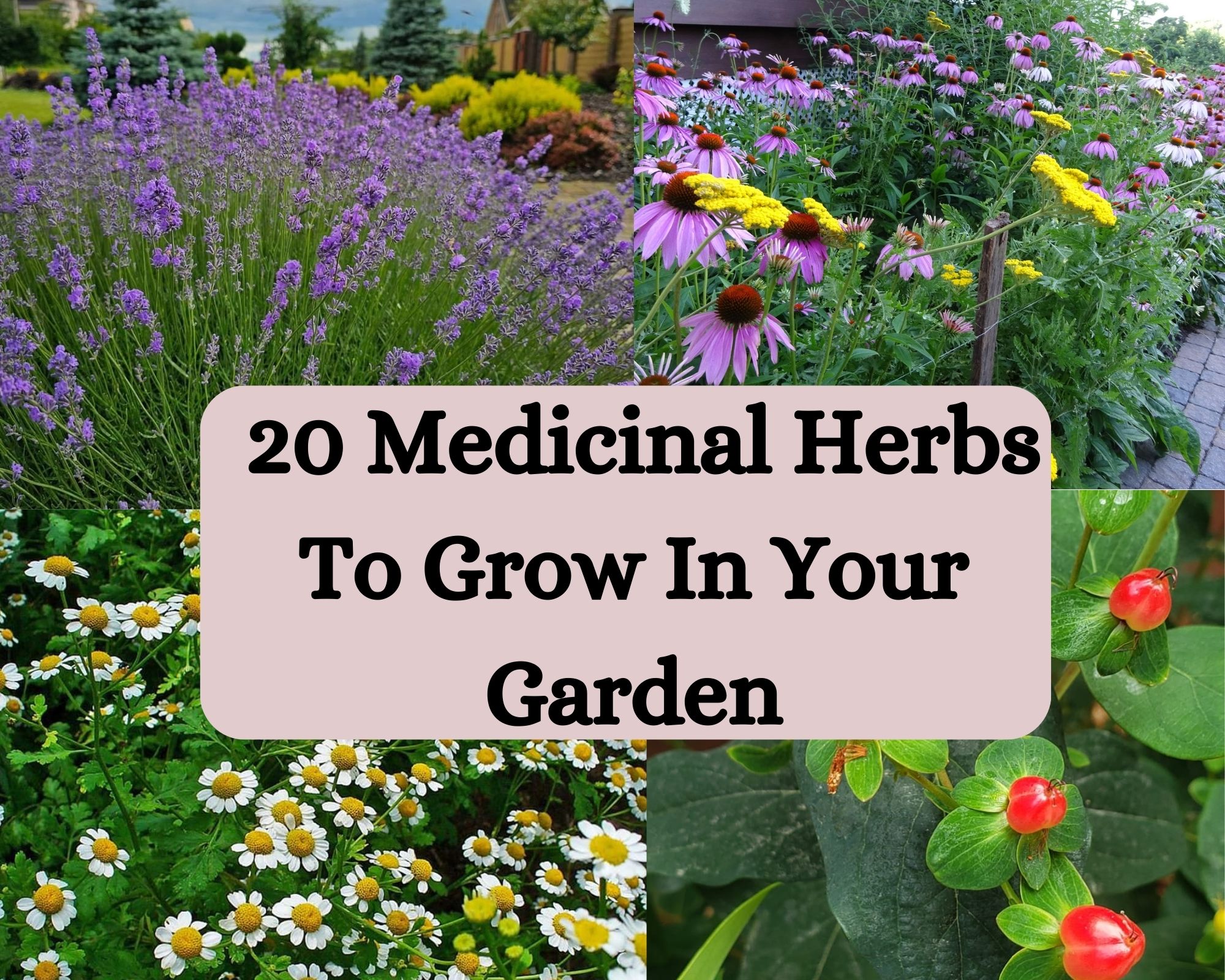 20 Medicinal Herbs To Grow In Your Garden