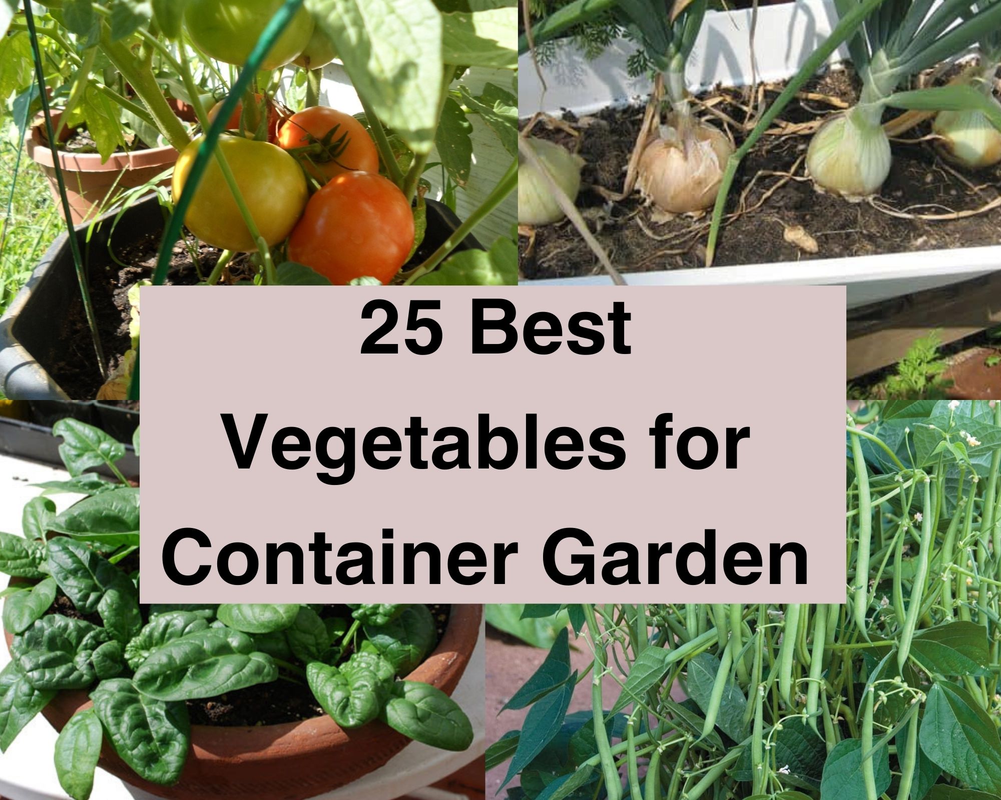 Best Vegetables for Your Container Garden