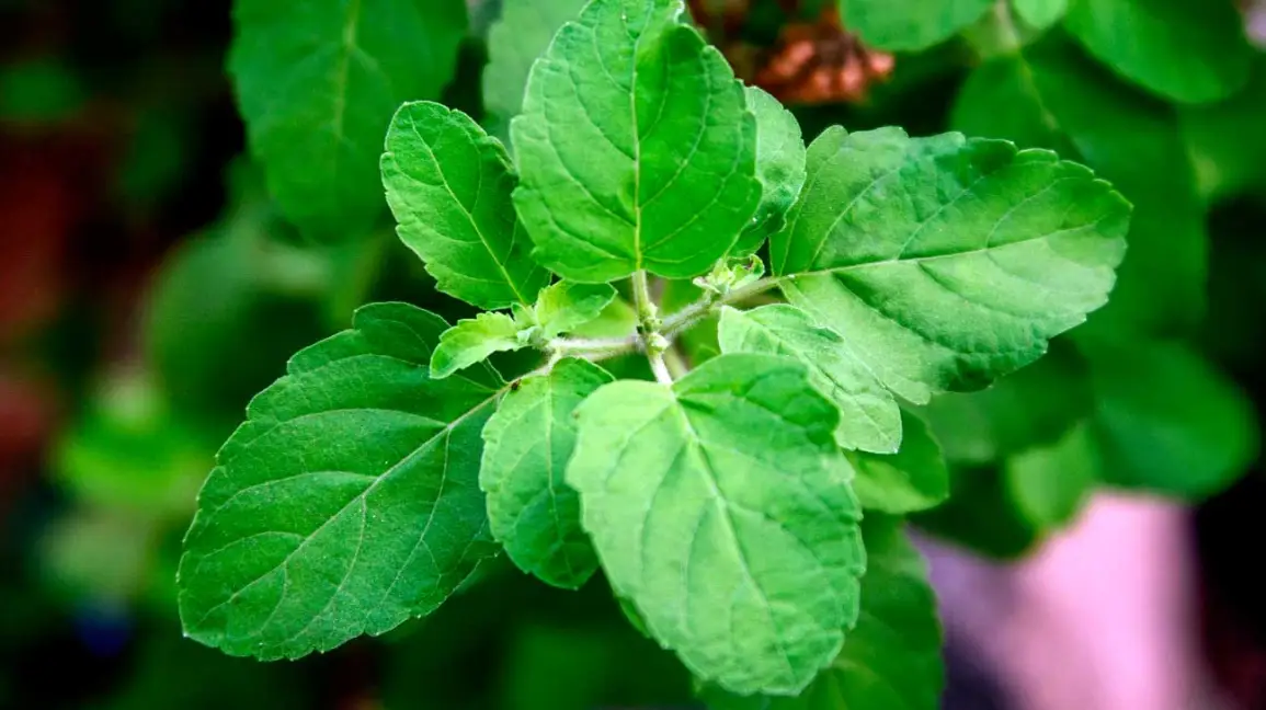 best medicinal herbs to grow indoors