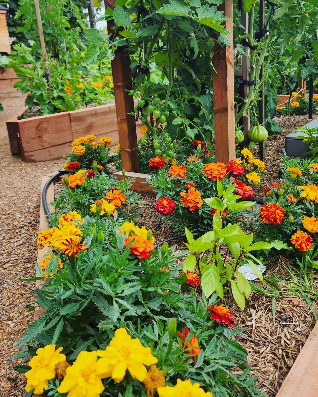 Flowers to grow in your vegetable garden