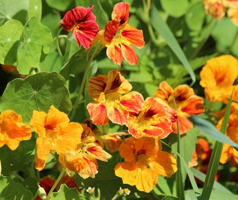 flowers to plant in vegetable garden to deter pests
