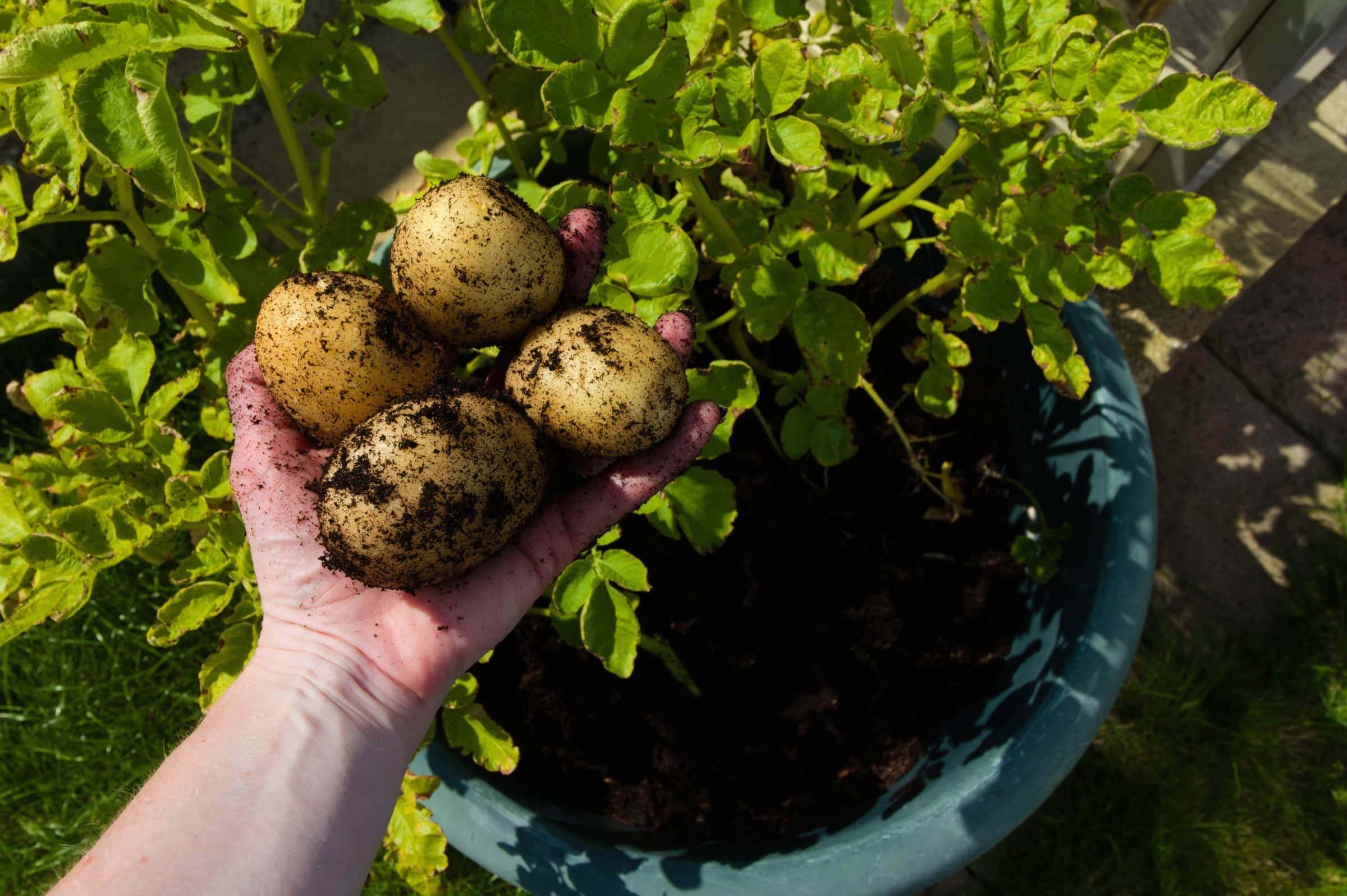 easy fruits and vegetables to grow in pots