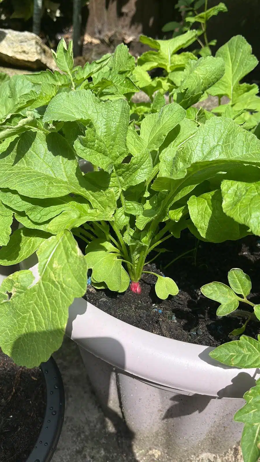 best vegetables for container gardening