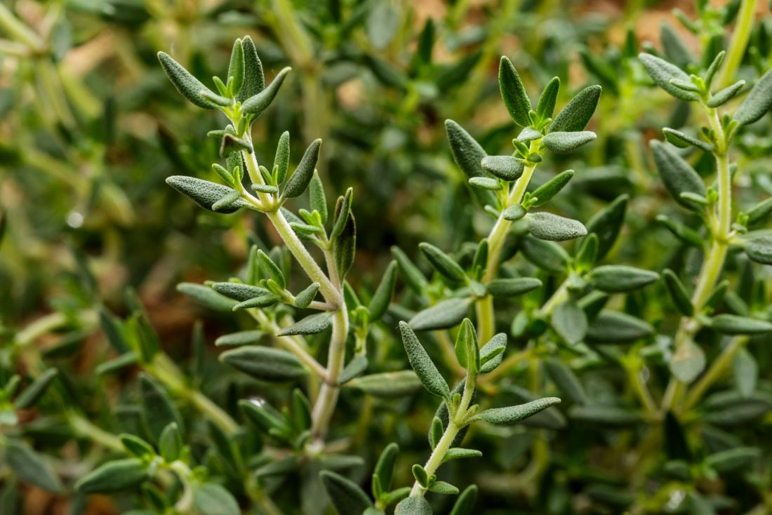 medicinal herbs to grow in garden