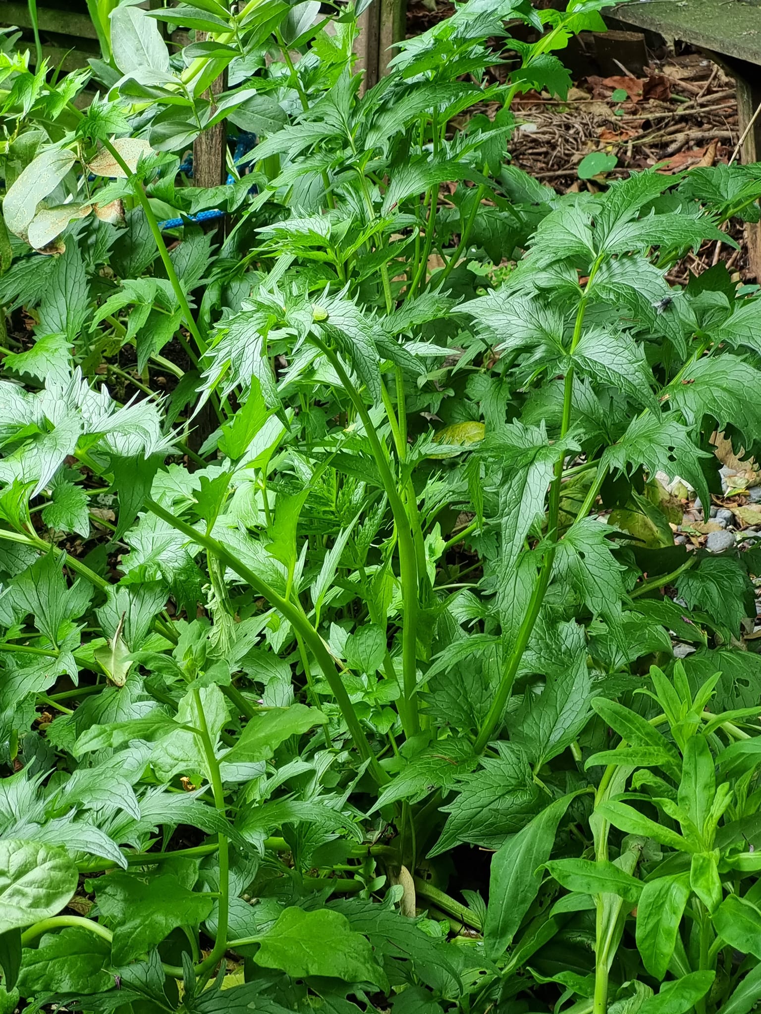 Medicinal herbs to grow