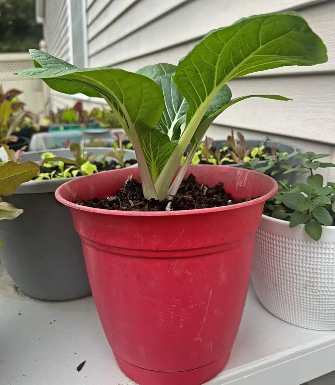 easy fruits and vegetables to grow in pots