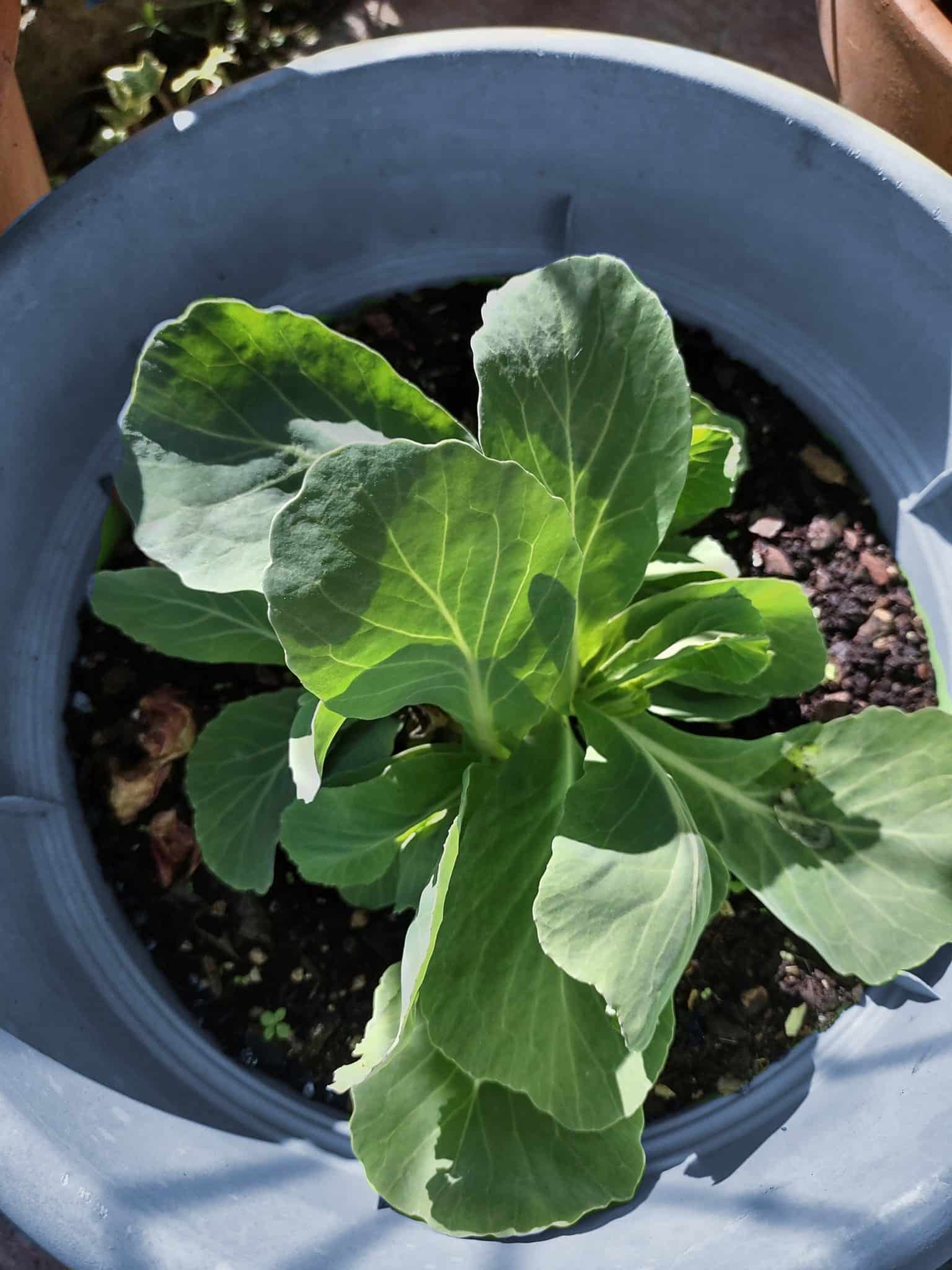 best fruits and vegetables for container gardening