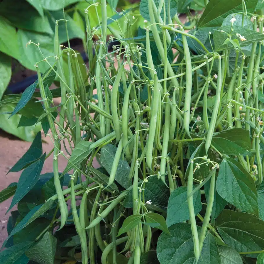cheap container vegetable gardening ideas