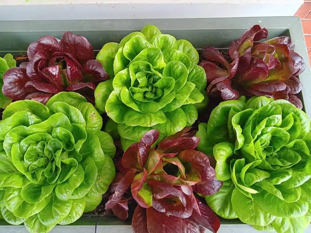 Best vegetables for container gardening in pots
