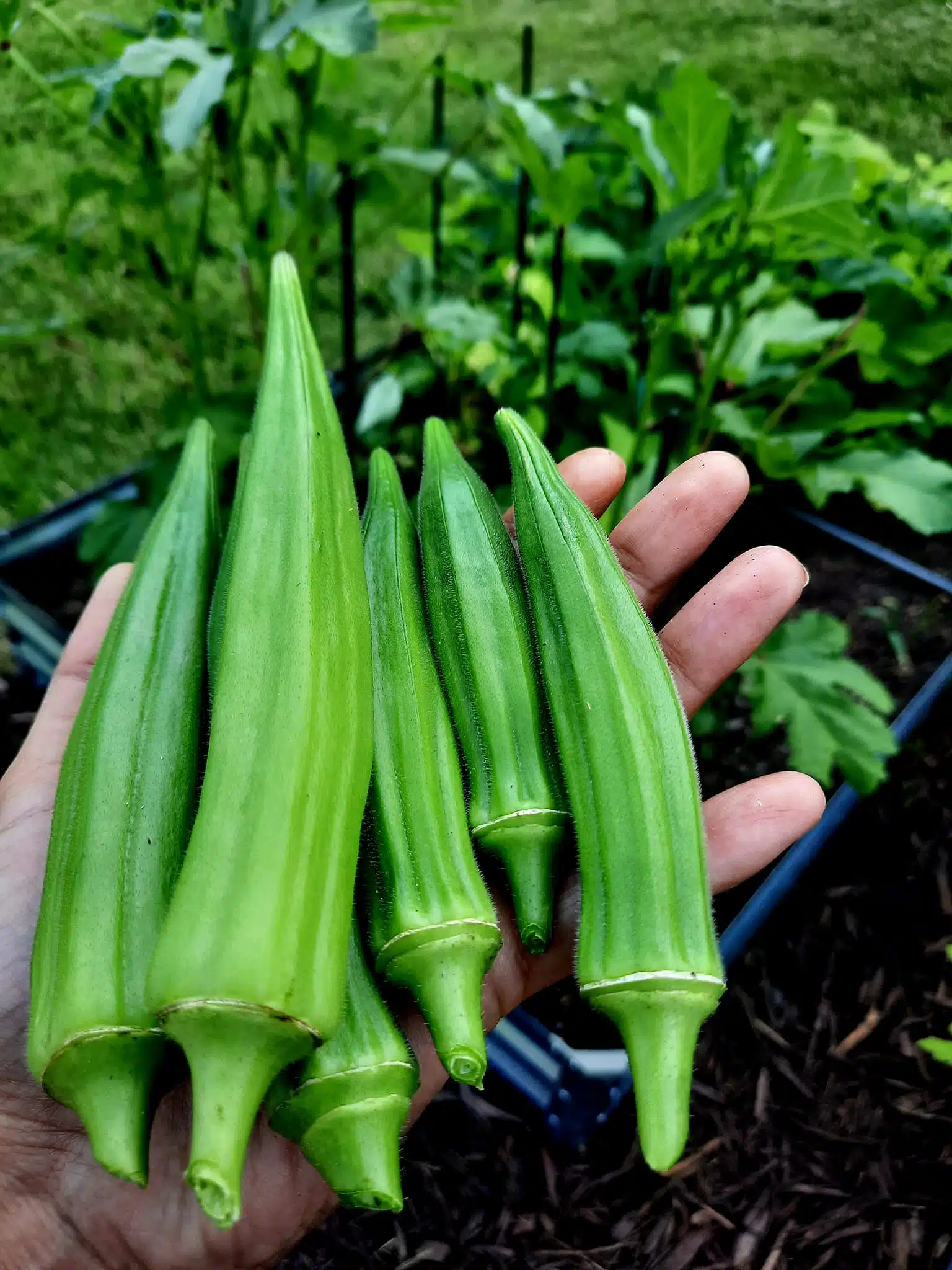 easy vegetables to grow in pots for beginners