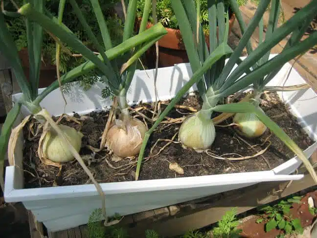 easy fruits and vegetables to grow in pots